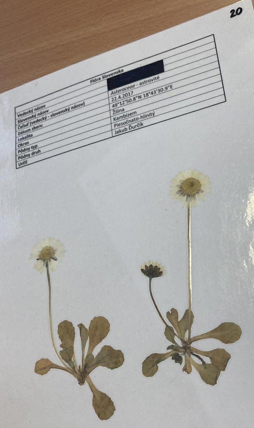 Rastlina Bellis perennis